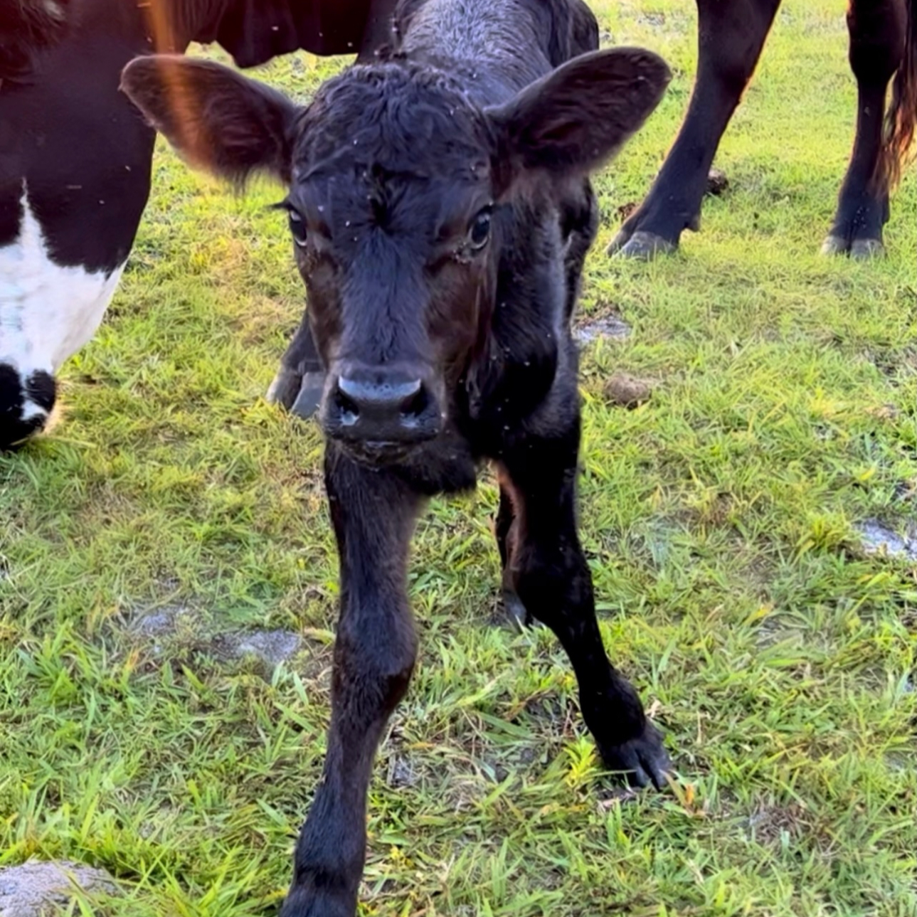 Angus Cow # 6 Female Calf